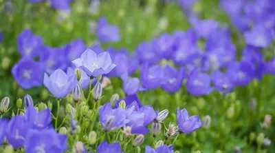 Stunning Violet Slipper Flower in its Natural Habitat