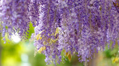 The Enchanting Beauty of the Violet Slipper Flower