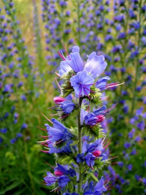 A Stunning Close-up of Vipers Bugloss