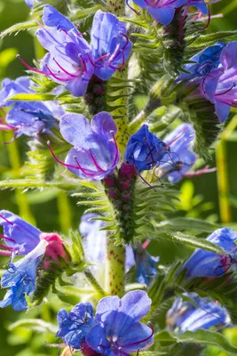A Gorgeous Vipers Bugloss Flower in Bloom
