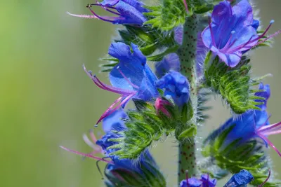 A Picture-Perfect Vipers Bugloss Flower