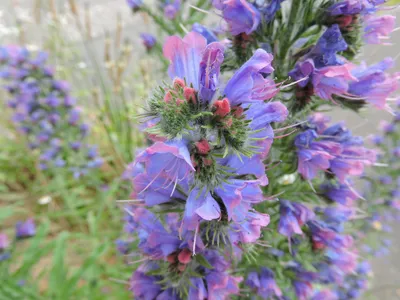 The Magnificent Vipers Bugloss in All Its Glory