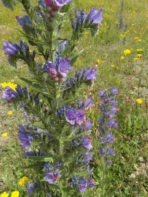 A Stunning Photo of Vipers Bugloss in Its Natural Habitat