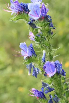 The Vibrant Hues of Vipers Bugloss in the Wild