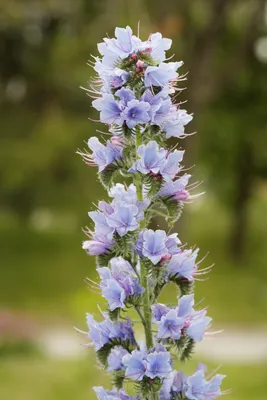 The Alluring Vipers Bugloss in Full Bloom