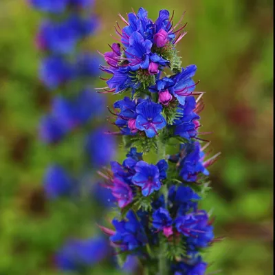 A Captivating Image of Vipers Bugloss in the Sunlight