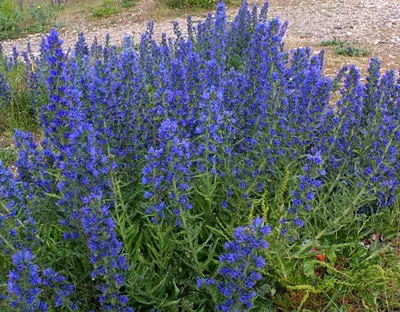The Bright and Beautiful Vipers Bugloss Flower