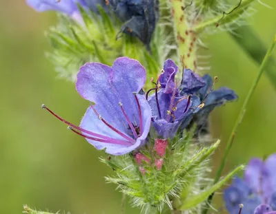 A Mesmerizing Close-up of Vipers Bugloss