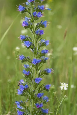 Vipers Bugloss: A Flower That Will Leave You Mesmerized