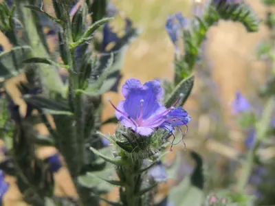 The Delicate Beauty of Vipers Bugloss in the Wild