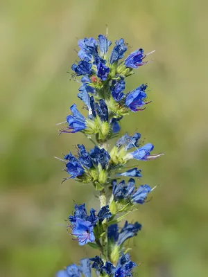 A Stunning Vipers Bugloss Flower in Its Prime