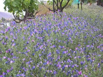 A Spectacular Vipers Bugloss Flower in Its Natural Habitat