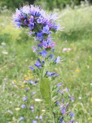 A Captivating Photo of Vipers Bugloss in the Fields
