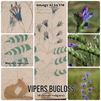 A Vibrant Vipers Bugloss Flower in Its Prime
