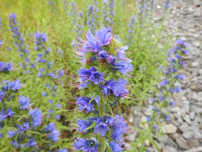 The Breathtaking Vipers Bugloss in Full Bloom