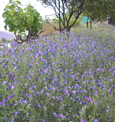 The Alluring Vipers Bugloss: A Flower Worth Admiring