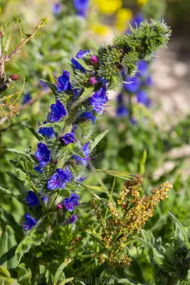 Blooming Beauty: Vipers Bugloss in Full Glory