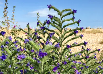 A Picture Perfect Vipers Bugloss Flower