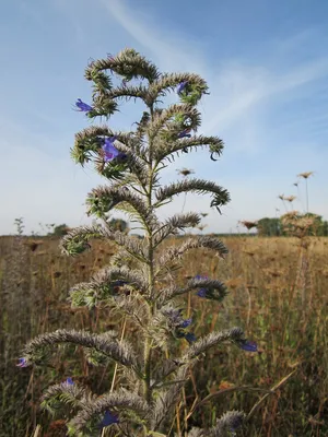 A Floral Delight: Vipers Bugloss in its Prime
