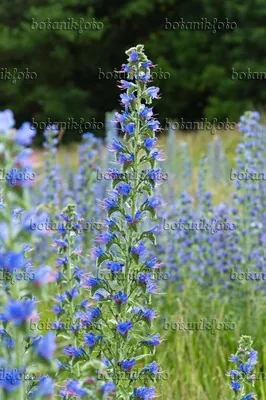 Vipers Bugloss: A Stunning Addition to any Garden