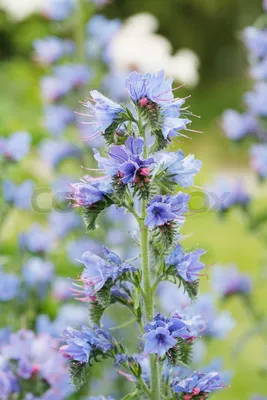 A Magnificent Vipers Bugloss Flower in its Natural Habitat