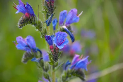 The Intricate Details of a Vipers Bugloss Flower