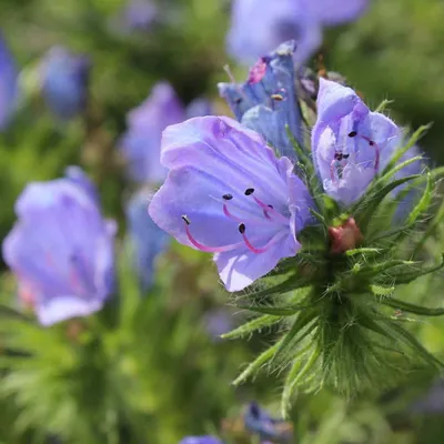 A Stunning Vipers Bugloss in a Picture-Perfect Shot