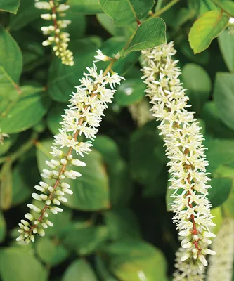 Virginia Sweetspire: A Flower that Brings Peace