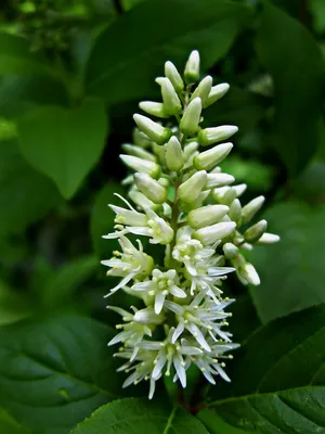 Virginia Sweetspire: A Flower that Brings Joy