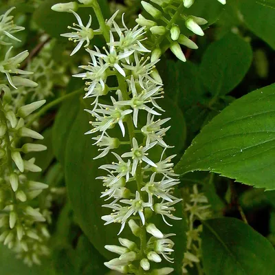 Virginia Sweetspire: A Stunning Flower Image