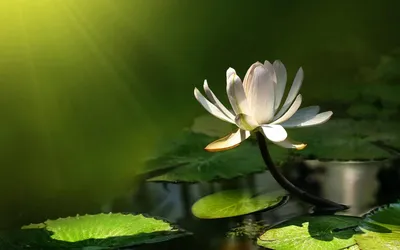 A Breathtaking Picture of a Water Lily in the Morning Light