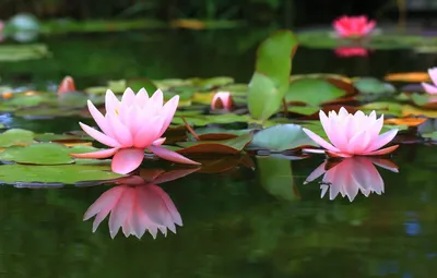A Mesmerizing Photo of a Water Lily in a Calm Waterscape