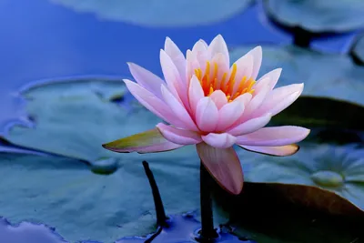 A Beautiful Image of a Water Lily in a Garden Pond