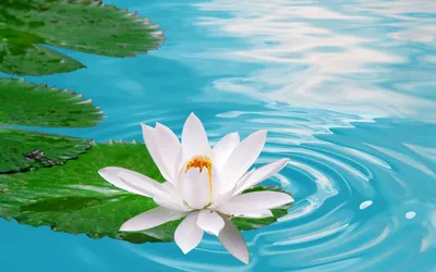 A Peaceful Picture of a Water Lily Floating on the Water