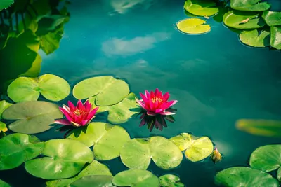 A Stunning Photo of a Water Lily in a Lotus Position