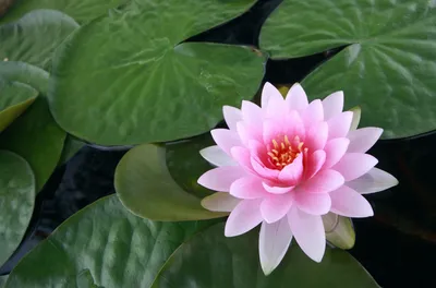 An Impressive Image of a Water Lily in Full Bloom