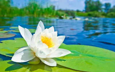 A Beautiful Picture of a Water Lily in a Zen Garden