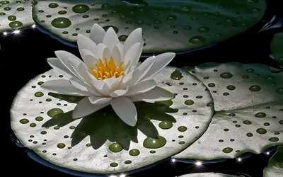 A Serene Photo of a Water Lily with a Lily Pad