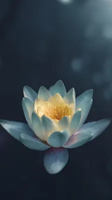A Peaceful Photo of a Water Lily in a Blue Hour