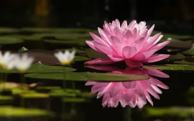A Stunning Water Lily in Bloom