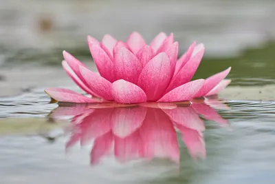 A Serene Picture of a Water Lily in a Romantic Setting