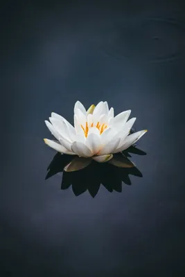 A Peaceful Picture of a Water Lily in a Botanical Garden