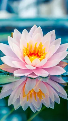A Gorgeous Flower Photo: Water Lily