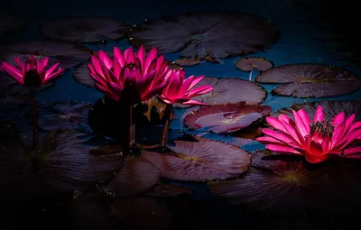 Captivating Water Lily in a Peaceful Environment