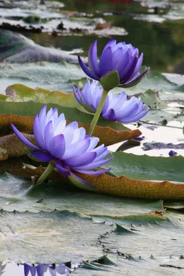 Water Lily: A Symbol of Purity and Elegance