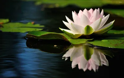 Breathtaking Water Lily in a Vibrant Hue
