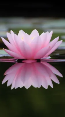 Water Lily: A Flower That Floats on Water