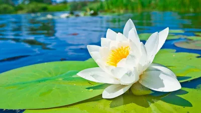 The Beauty of a Water Lily Captured in an Image