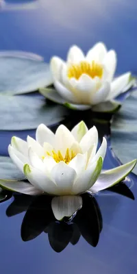 The Mesmerizing Beauty of a Water Lily