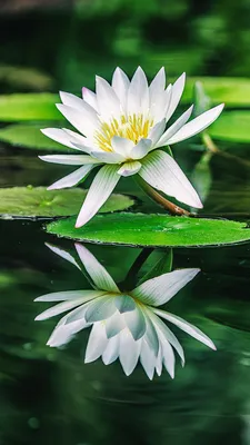 A Photo of a Delicate Water Lily